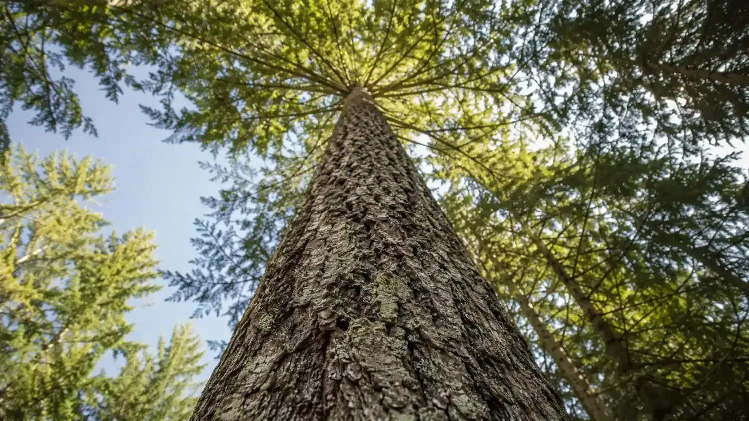 A tall Douglas fir viewed from the ground looking up into a sunlit canopy